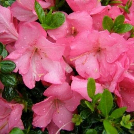 Azalea (J) 'A Anouk'