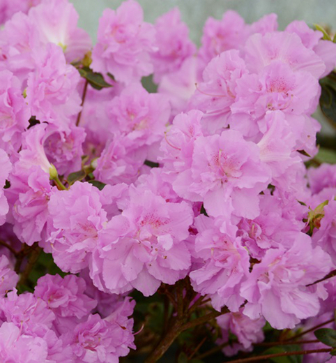 Azalka Japonská Elis Lee-Azalea Japonica Elis Lee