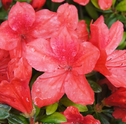 Azalka Japonská Kristin - Azalea japonica Kirstin