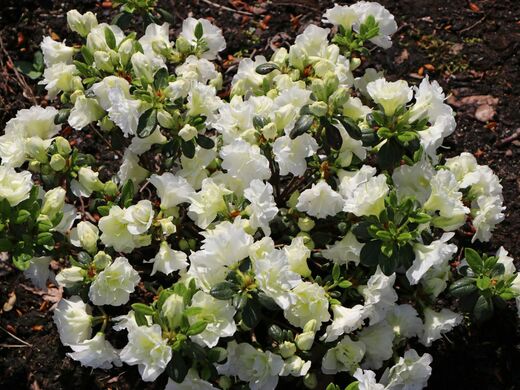 Azalka Japonská Schneeperle - Azalea japonica Schneeperle