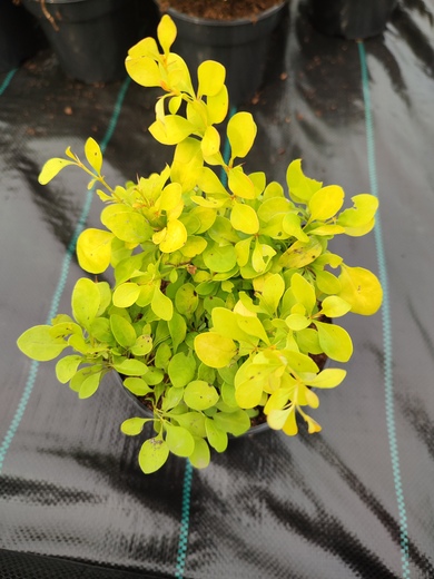 Berberis alicja 1.jpg