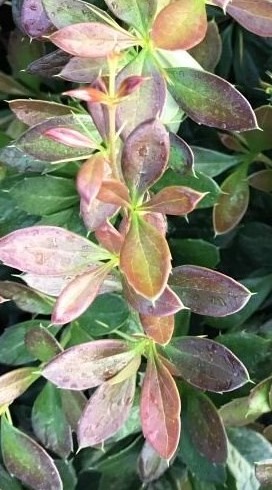 Berberis candidula 'Purpurea'- Dřišťál bělosistý - purpurea (2).