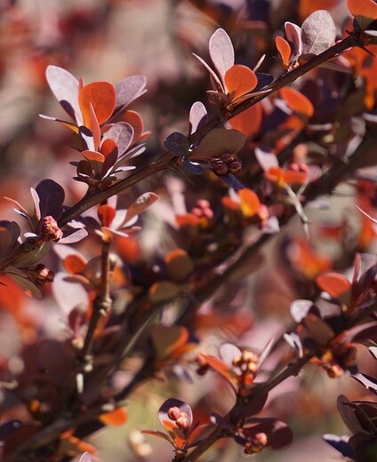 Berberis thunbergii Atropurpurea Nana - Dřišťál thunbergův Atrop