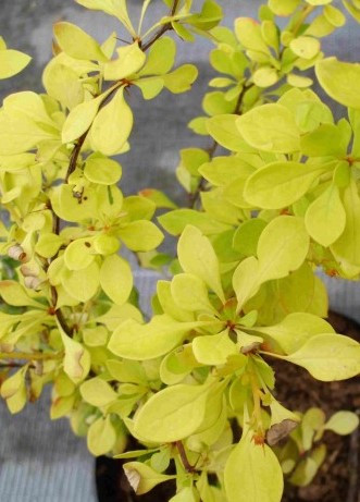Berberis thunbergii Aurea - Dřšťál Thunbergův Aurea.JPG