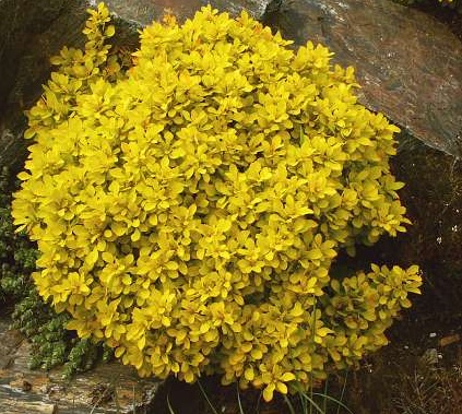 Berberis thunbergii Goldalita.jpg