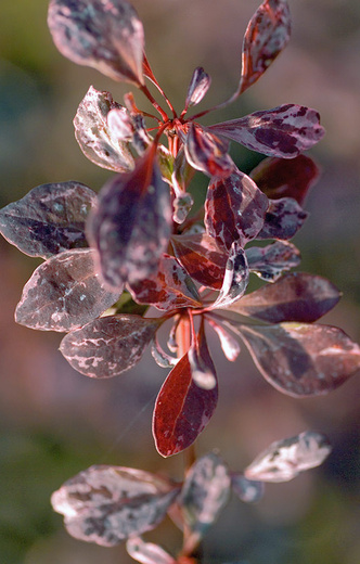 Berberis thunbergii Rose Glow - Dřišťál Thunbergův Rose Glow.jpg