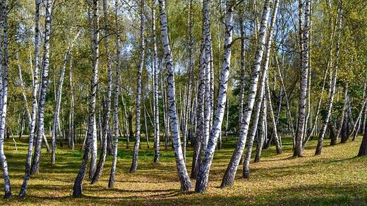 Betula verrucosa  Bříza bílá bradavičnatá.jpg