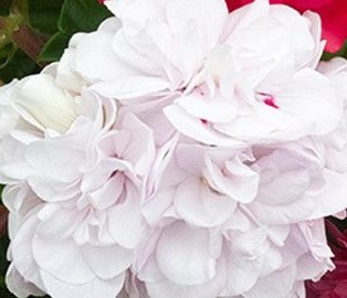 Pelargonie plnokvětá převislá