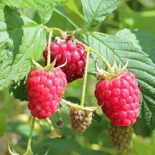 Rubus idaeus 'Bohéme'