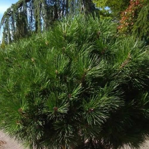 Pinus nigra Brepo - Borovice černá