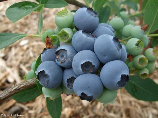 Borůvka chocholičnatá kanadská borůvka Chandler - Vaccinium cory