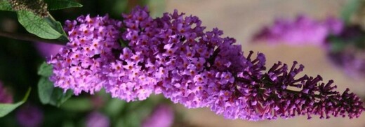 Buddleja davidii Border Beauty - Komule Davidova Border Beauty -