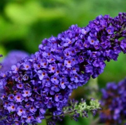 Buddleja davidii Empire blue - Komule Davidova  Empire blue- Mot