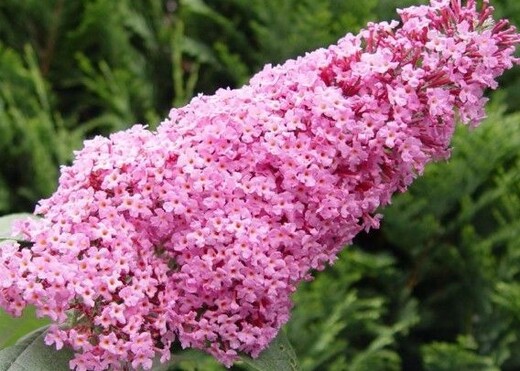 Buddleja davidii Pink Delight Komule Davidova Pink Delight - Mot