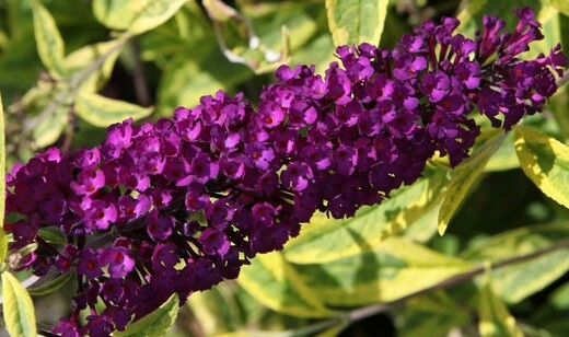 Buddleja davidii Santana Komule Davidova Santana - Motýlí keř.jp