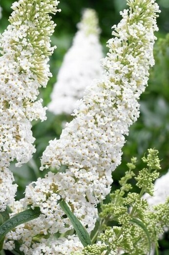 Buddleja diavidii Nanhoensis Alba - Komule davidova Nanhoensis A