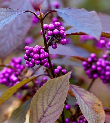 Callicarpa bodinieri Profusion - Krásnoplodka Profusion.jpg
