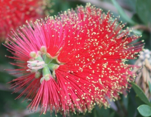 Callistemon Red Cluster - Štětkovec.jpg