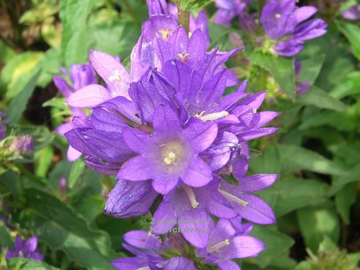 Campanula glom. 'Superba' Zvonek klubkatý 'Superba'