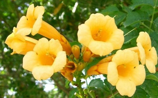 Campsis radicans Flava - Trubač.jpg