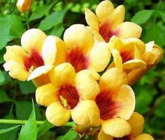 Campsis radicans Judy - Trubač.jpg