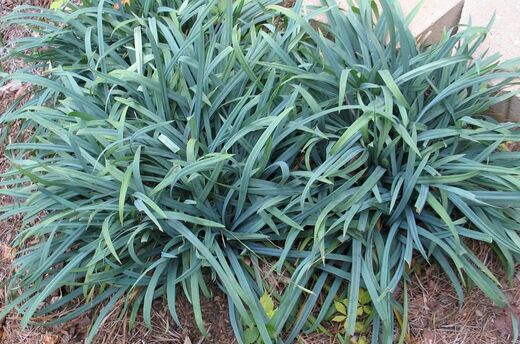 Carex laxiculmis Bunny Blue