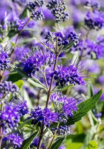 Caryopteris clandonensis heavendly blue - Ořechokřídlec clandons