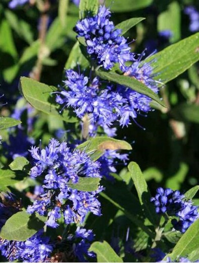 Caryopteris clandonensis kew blue - Ořechokřídlec.jpg