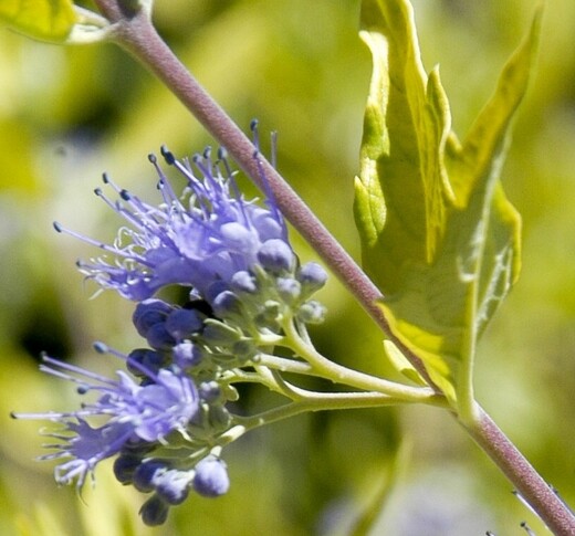 Caryopteris clandonensis Worcester Gold - Ořechokřídlec.jpg