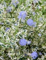 Ceanothus impressus Cool Blue - Zpododěr.jpg