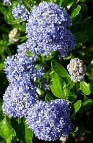 Ceanothus impressus Viktoria - Zpododěr.jpg