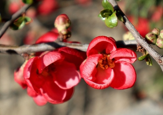 chaenomeles nivalis.jpg