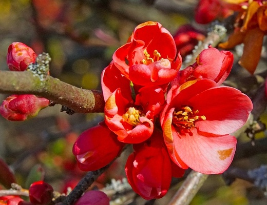 Chaenomeles spec. Grandiflora.jpg