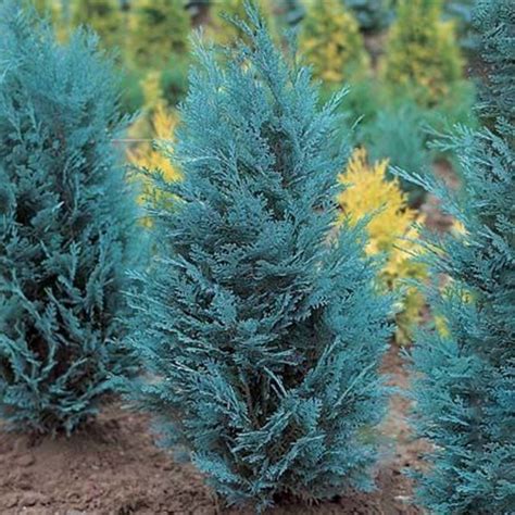 Chamaecyparis lawsoniana 'Blue Bautzener'- Cypřišek Lawsonův 'Bl