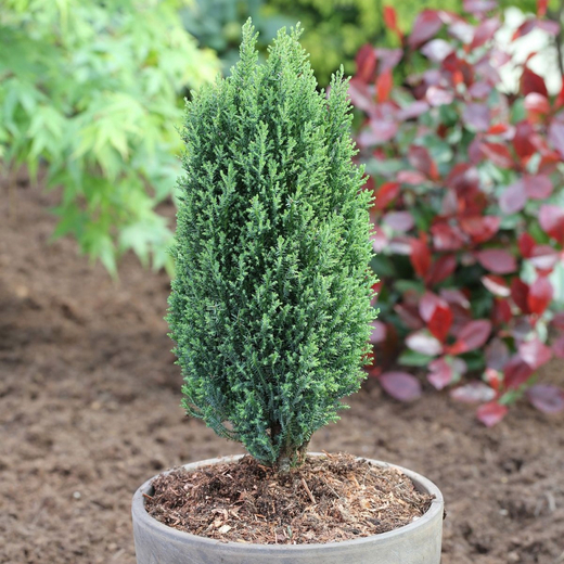 Chamaecyparis lawsoniana'Ellwoodii'- Cypřišek Lawsonův 'Ellwoodi