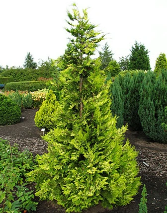 Chamaecyparis lawsoniana 'Ivonne'- Cypřišek Lawsonův 'Ivonne'