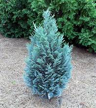 Chamaecyparis lawsoniana 'Pelt's Blue'- Cypřišek Lawsonův