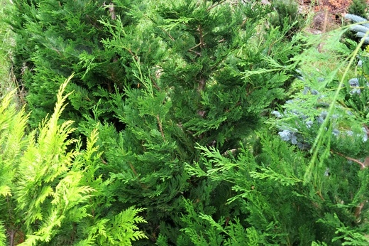 Chamaecyparis lawsoniana 'Sunkist' - Cypřišek Lawsonův