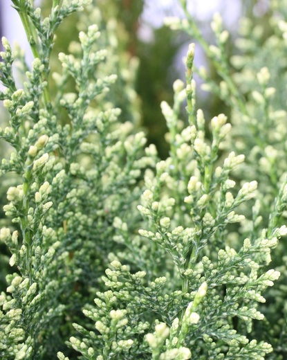 Chamaecyparis lawsoniana White Spot.jpg