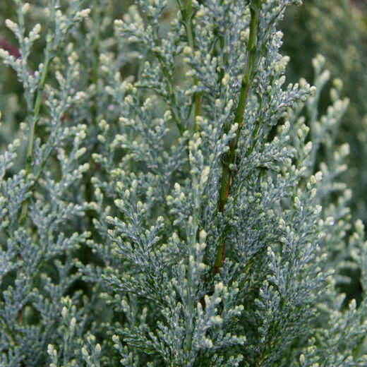 Chamaecyparis nootkatensis 'Aldrich Mountain' - Cypřišek nutkajs