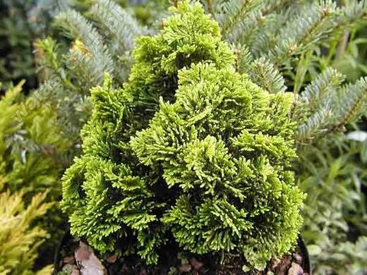 Chamaecyparis obtusa ‚Aurora - Cypřišek tupolistý 'Aurora'