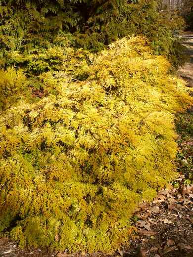 Chamaecyparis obtusa 'Bronze Pygmy'- Chamaecyparis obtusa 'Bronz