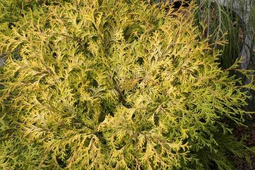 Chamaecyparis obtusa 'Kamarachiba - Cypřišek tupolistý 'Kamarach