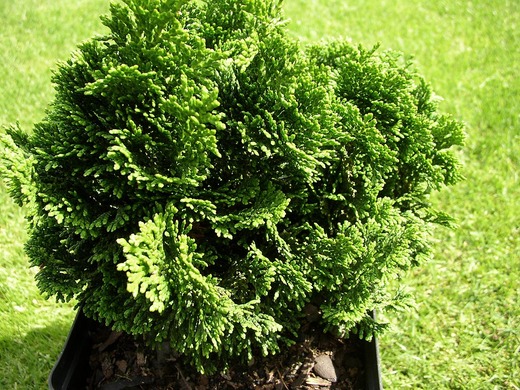 Chamaecyparis obtusa 'NANA GRACILIS'- Cypřišek tupolistý 'Nana G