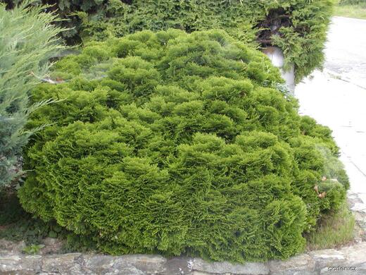 Chamaecyparis obtusa 'Nana Gracilis' – Cypřišek tupolistý 'Nana