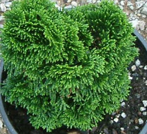 chamaecyparis obtusa nana gracilis.jpg