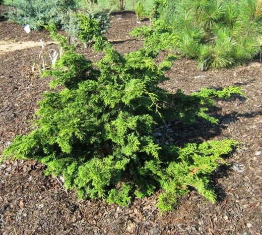 Chamaecyparis obtusa 'Oregon Crested - Cypřišek tupolistý'Oregon