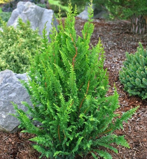 Chamaecyparis obtusa 'RASHAHIBA- Cypřišek tupolistý 'Rashahiba'