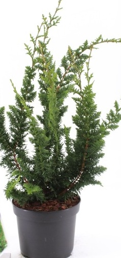 chamaecyparis obtusa tedy bear.jpg