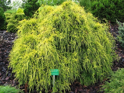 Chamaecyparis pisifera 'Filifera Nana' – Cypřišek hrachonosný ‘F